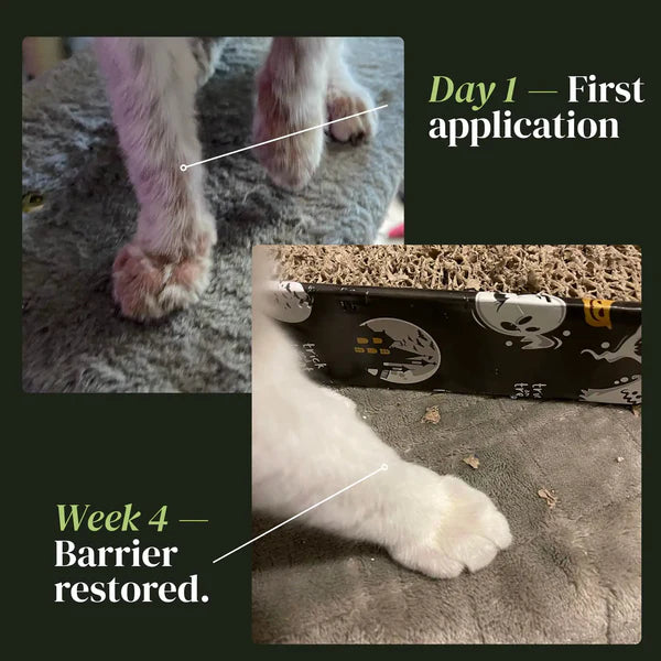 Lidemi Skin Restore Protocol for Cats