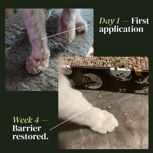 Lidemi Skin Restore Protocol for Cats